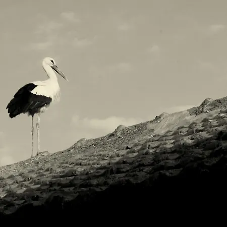 Bed & Breakfast Faik Bey Konagi